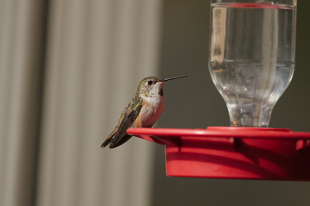 Rufous Hummingbird 2012-12-13.jpg